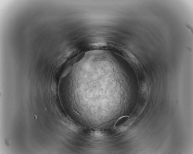 X0000096220565200801251059