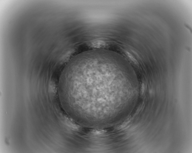 X0000096220569200801251059