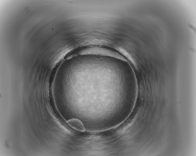 X0000096220581200801251058