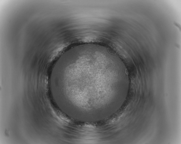 X0000096220592200801251058