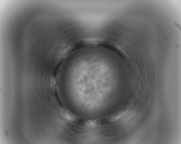 X0000096220624200801251058