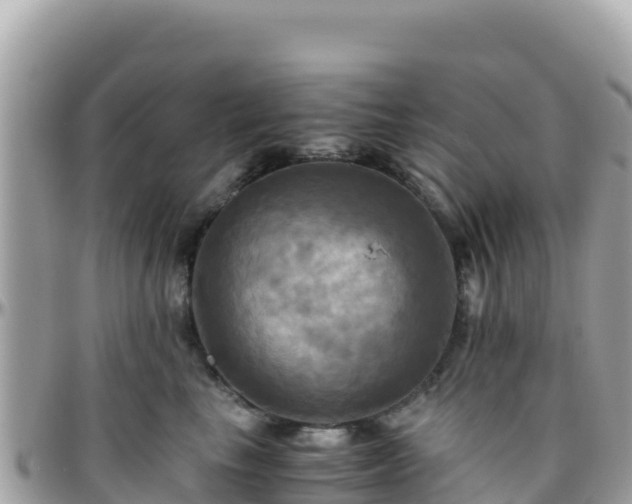 X0000096220665200801251058