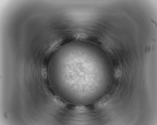 X0000096220666200801251058