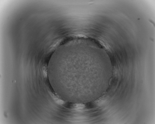 X0000096220719200801251056