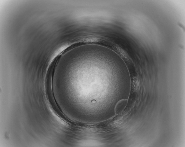 X0000096220726200801251056