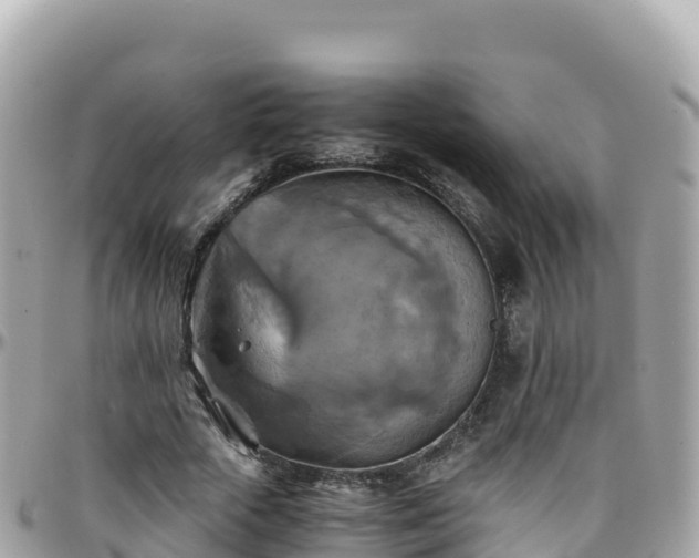 X0000096220729200801251056