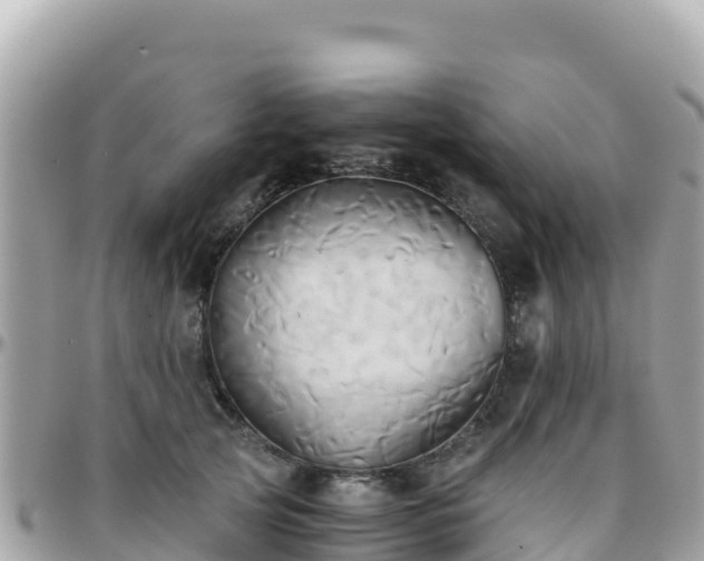 X0000096220753200801251056