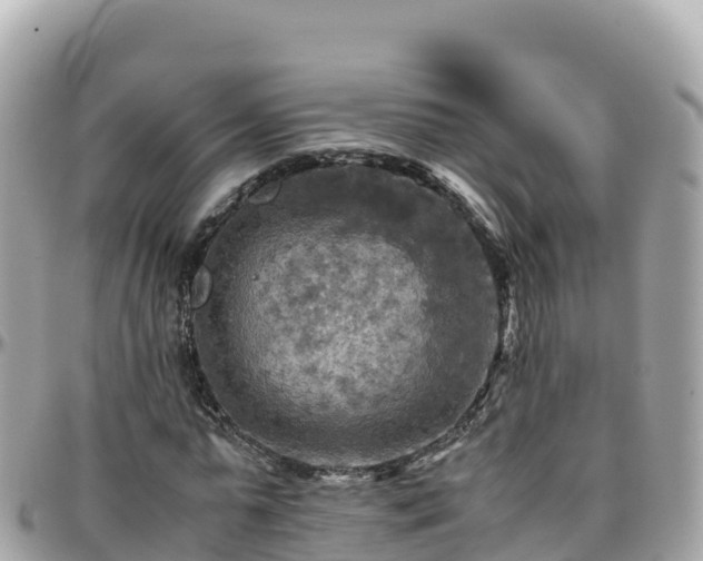 X0000096220775200801251056