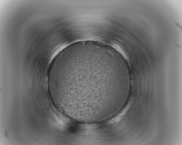 X0000096220781200801251056