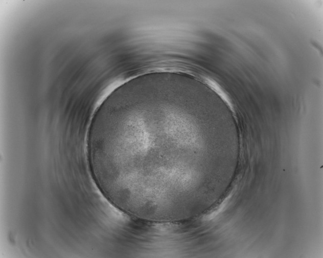 X0000096220803200801251055