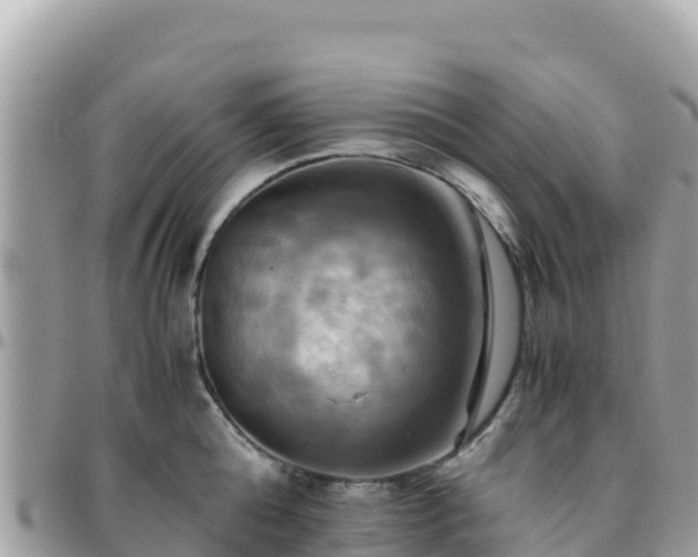 X0000096220808200801251055