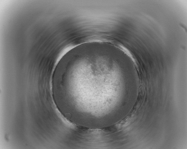 X0000096220811200801251055