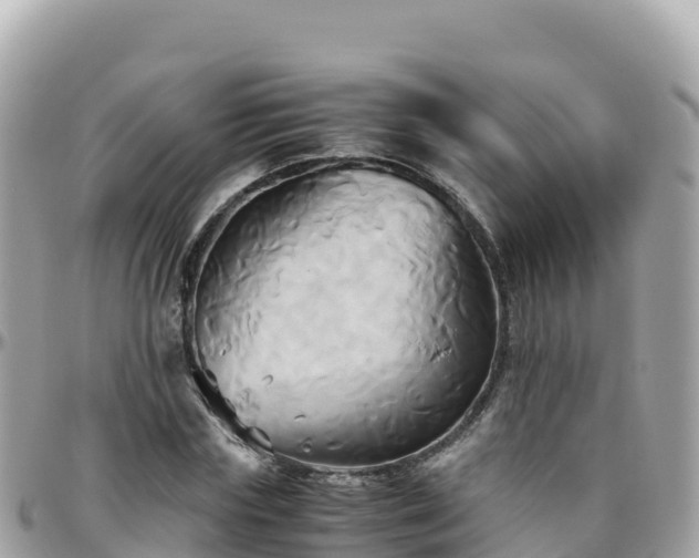 X0000096220827200801251055