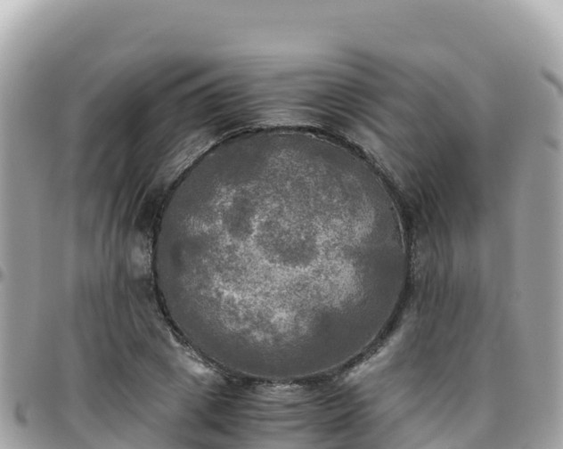 X0000096220833200801251055