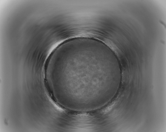 X0000096220838200801251055