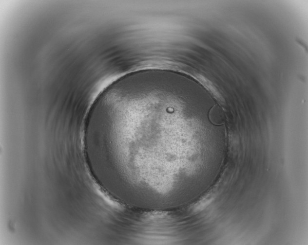 X0000096220846200801251055