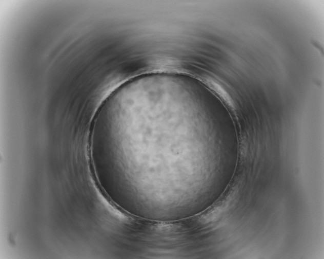 X0000096220847200801251055