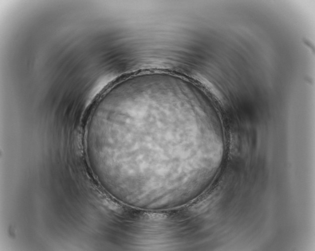 X0000096220878200801251054