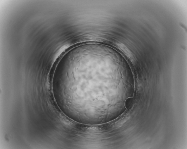 X0000096220883200801251054