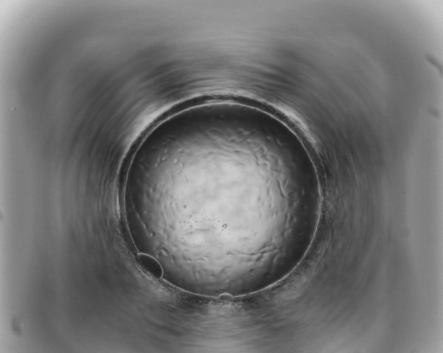 X0000096220887200801251054