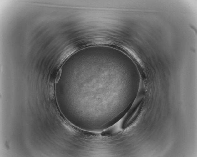 X0000096220889200801251054