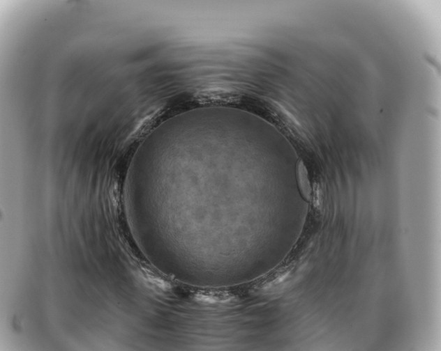 X0000096220915200801251053