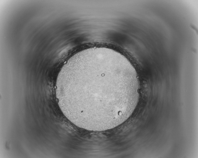 X0000096220918200801251053