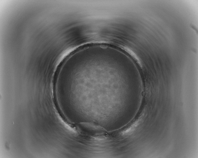 X0000096220935200801251053