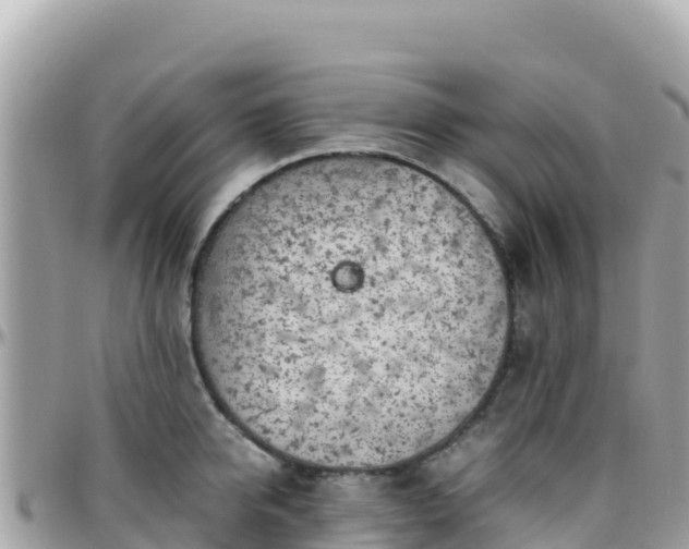 X0000096220950200801251054