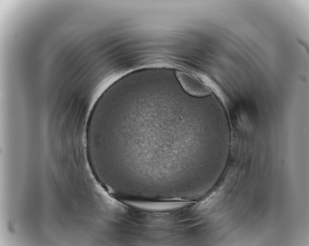 X0000096220951200801251054