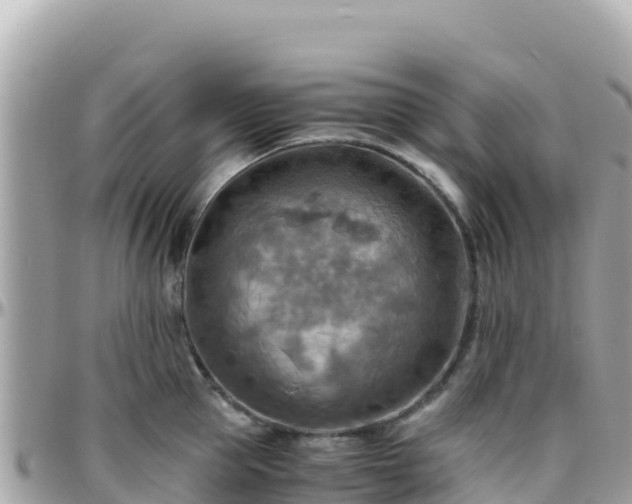 X0000096220953200801251054