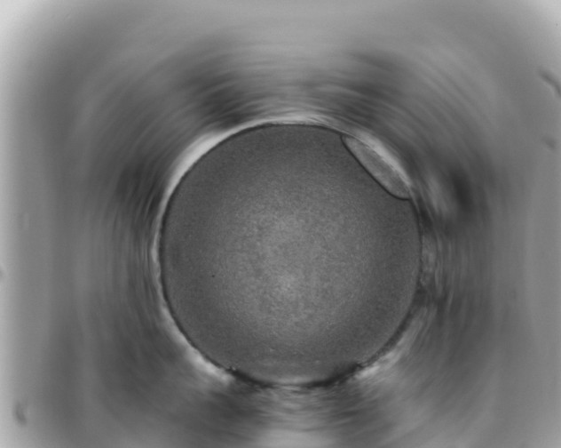 X0000096220959200801251054