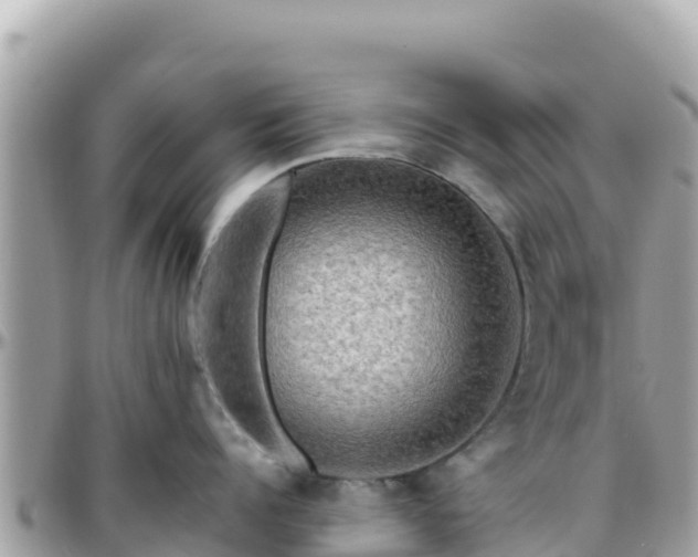 X0000096220960200801251054