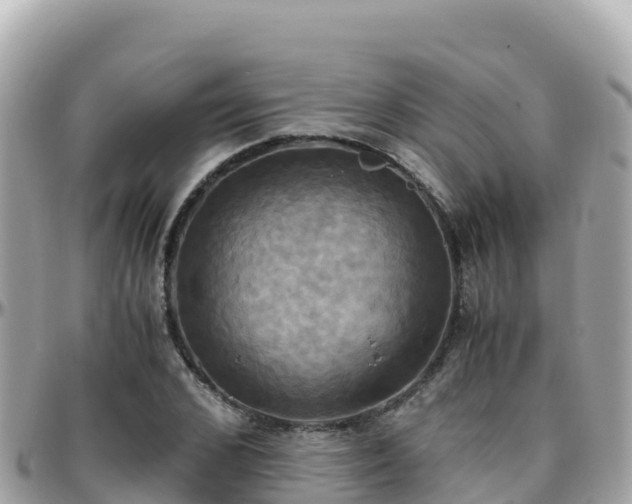 X0000096220976200801251053