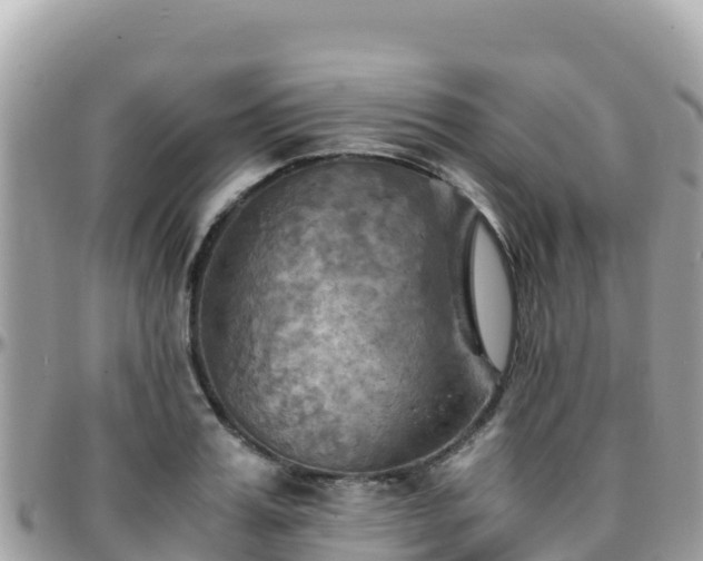 X0000096220987200801251053