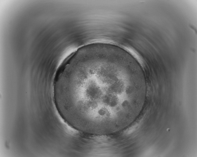 X0000096220999200801251053