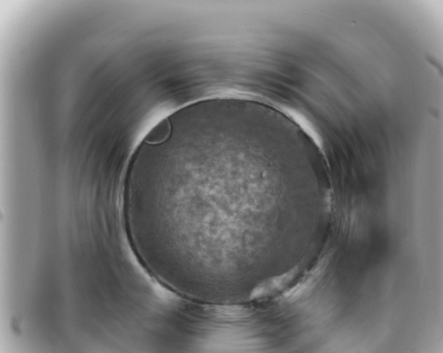 X0000096221007200801251052