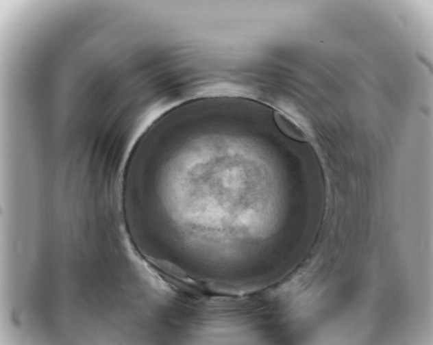 X0000096221008200801251052