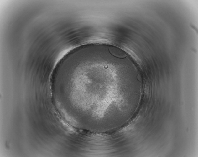 X0000096221022200801251052