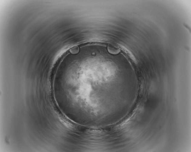 X0000096221027200801251052