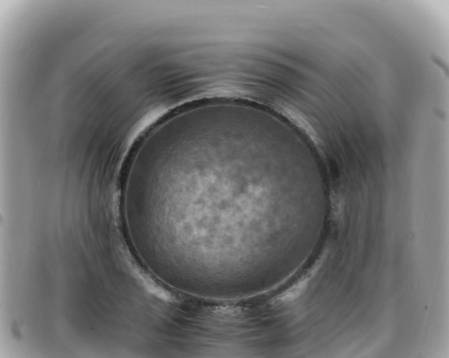 X0000096221029200801251052