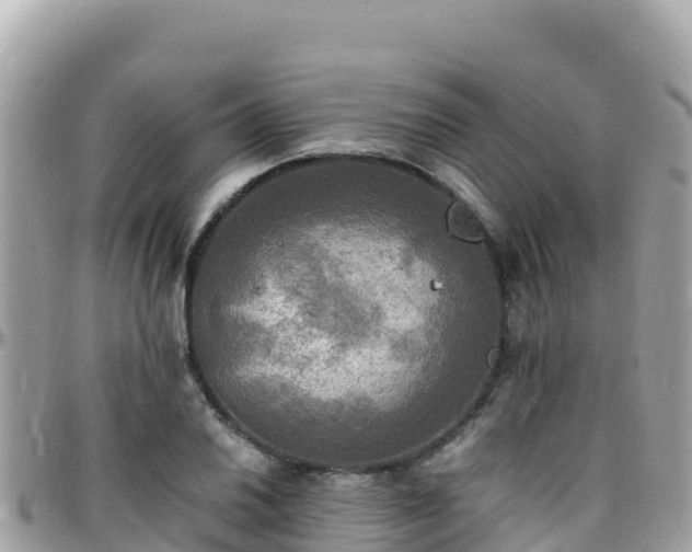 X0000096221030200801251052