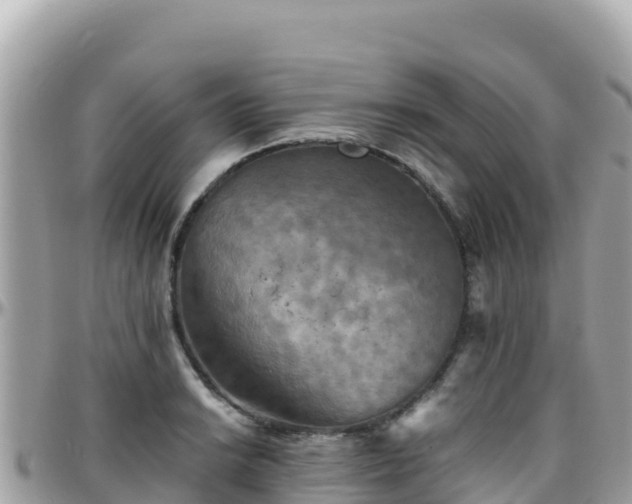 X0000096221038200801251052