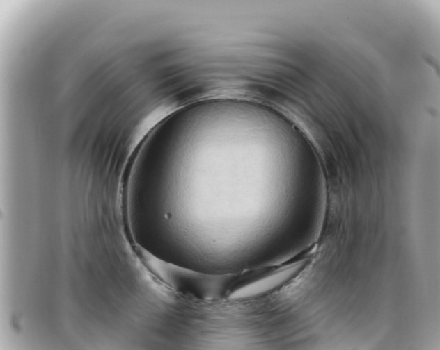 X0000096221050200801251052