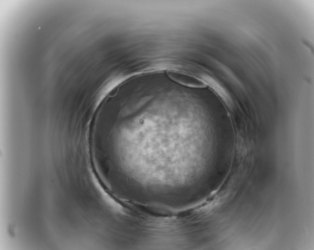 X0000096221055200801251052