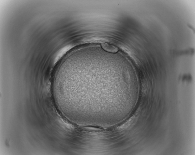 X0000096221066200801251051