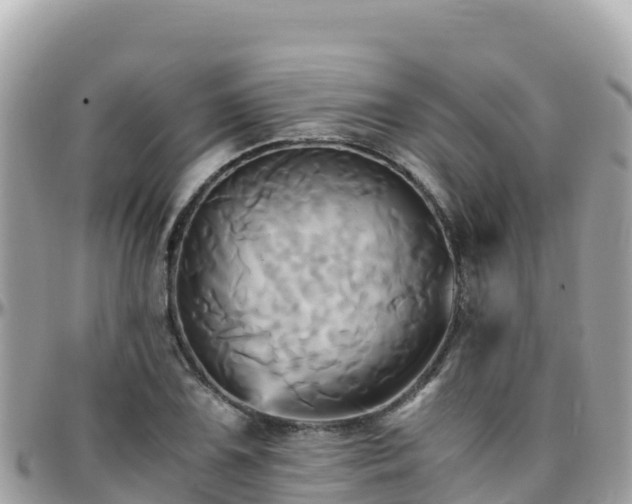 X0000096221075200801251051