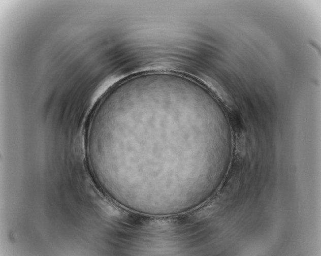 X0000096221078200801251051