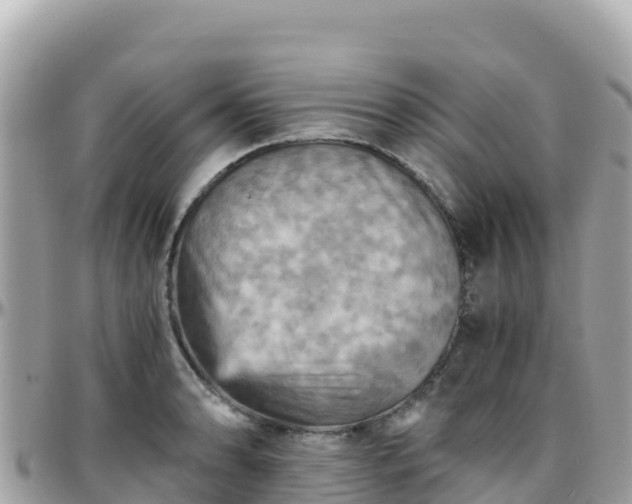 X0000096221086200801251051