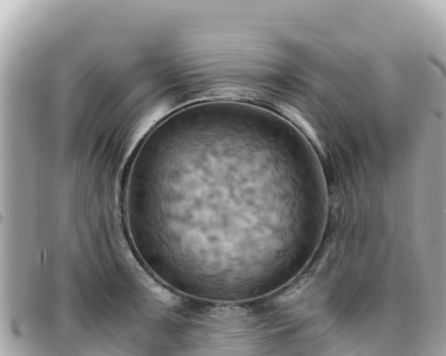 X0000096221091200801251051